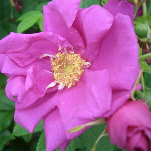 yg_璼Iz oc 2N劔 4 eX}[ Old Roses O1193 KNc Ɨp Ԗ NX}X ubNtCf[  2025 v[g Mtg