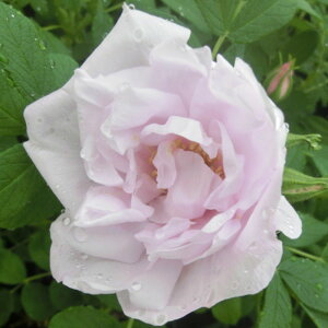 yg_璼Izoc 2N劔 4 Vl[Rby Old Roses O1194 KNc Ɨp Ԗ NX}X ubNtCf[  2025 v[g Mtg