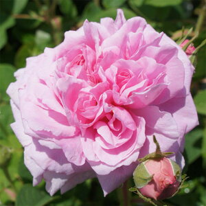 y11{` g_璼Iz Hc oc 2N劔 4 }_{[ New Import Roses O1351 KNc Ɨp Ԗ NX}X  2025 v[g Mtg