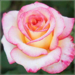 yg_璼Iz oc 2N劔 4 h[JgD[ Hybrid tea Roses W0067 KNc Ɨp Ԗ NX}X ubNtCf[  2025 v[g Mtg