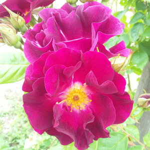 yg_璼Iz oc 2N劔 4 iCgIE Climbing Roses W0068 KNc Ɨp Ԗ NX}X ubNtCf[  2025 v[g Mtg