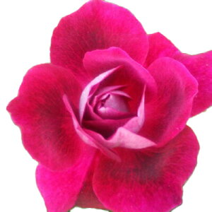 yg_璼IzHc oc 2N劔 4 o[KfBACXo[O Floribunda Roses W0070 KNc Ɨp Ԗ NX}X ubNtCf[ 5̂  2025 v[g M