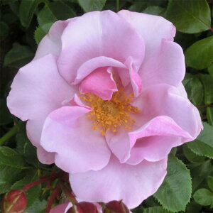 y11{` g_璼Iz Hc oc 2N劔 4 u[x[q Floribunda Roses W0076 KNc Ɨp Ԗ nEB nEC NX}X  ps2201 2025 v[