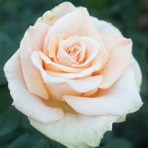 yg_璼Iz oc 2N劔 4 }[ Hybrid tea Roses W0242 KNc Ɨp Ԗ NX}X ubNtCf[  2025 v[g Mtg