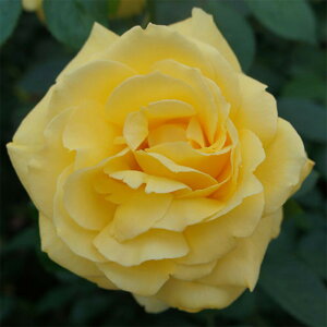 yg_璼Iz oc 2N劔 4 [CG[ Hybrid tea Roses W0248 KNc Ɨp Ԗ NX}X ubNtCf[  ps12 2025 v[g Mtg
