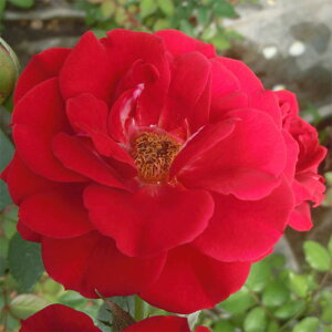 yg_璼Iz oc 2N劔 4 Climbing Roses W0952 KNc Ɨp Ԗ NX}X ubNtCf[  2025 v[g Mtg