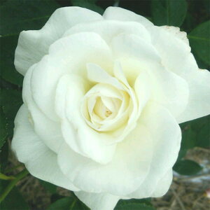 yg_璼Izoc 2N劔 4 VK[[ Hybrid tea Roses W0961 KNc Ɨp Ԗ NX}X ubNtCf[  2025 v[g Mtg