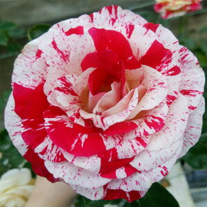 yg_璼Izoc 2N劔 4 bN[ Hybrid tea Roses W0999 KNc Ɨp Ԗ NX}X ubNtCf[  2025 v[g Mtg