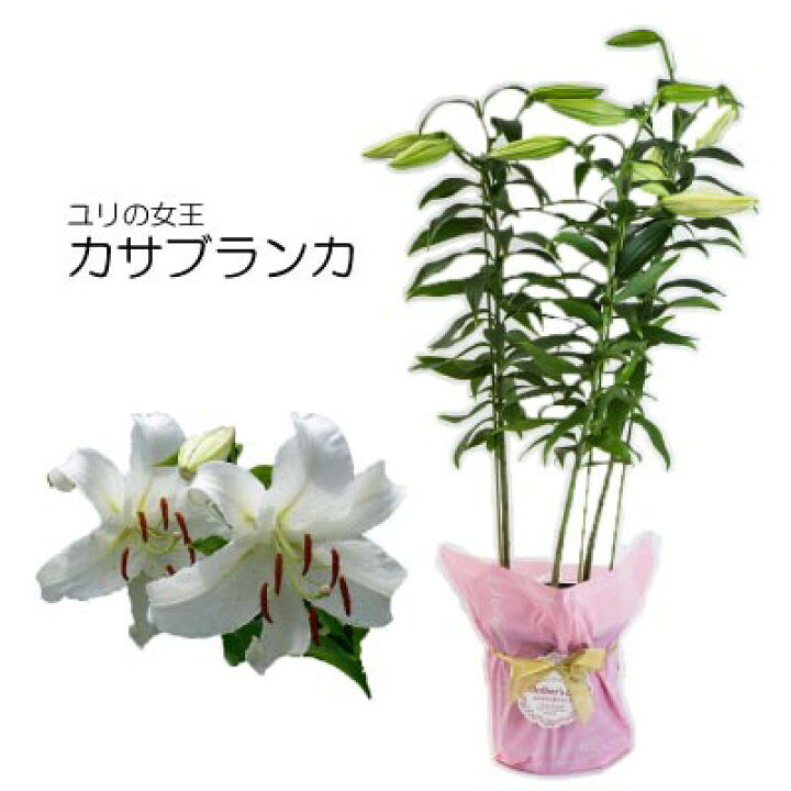 楽天市場 母の日 早割 ユリの花鉢 白大輪カサブランカ 7号鉢 最適 鉢植え フラワーギフト ランキング上位 送料無料 花 とお酒とギフト銀座東京フラワー