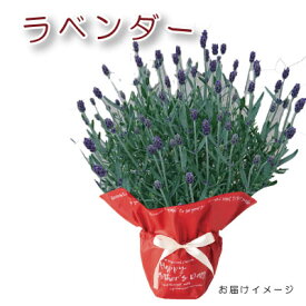楽天市場 ラベンダー 鉢の通販