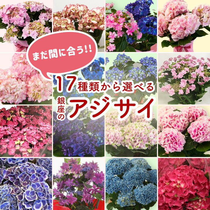 お待たせ 専用商品 アジサイ 5寸6種7鉢 植物