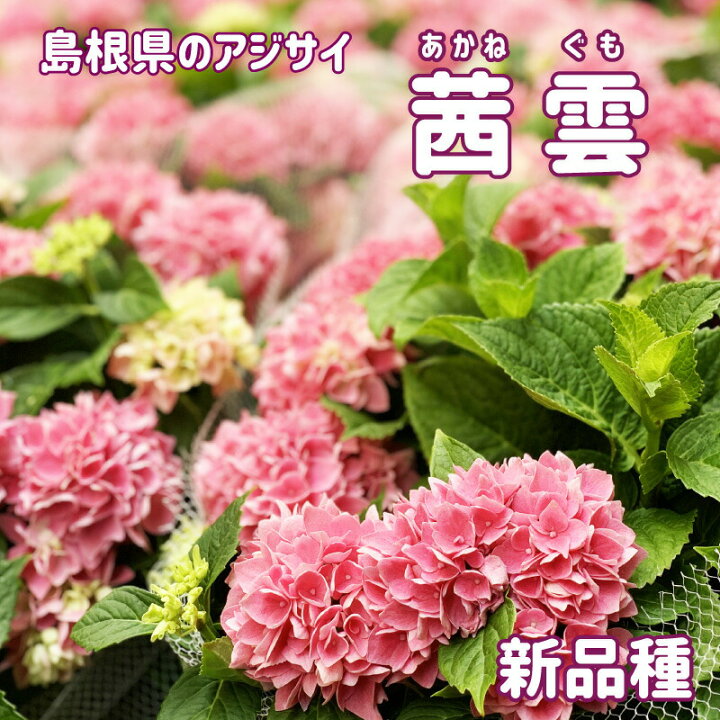 楽天市場 まだ間に合う 22母の日ギフト 稀少品種 アジサイ万華鏡 あじさい アジサイ 5号鉢 鉢植え 来年も 花鉢 送料無料 プレゼント 沖縄諸島部お届不可 島根 花とワインギフト銀座東京フラワー
