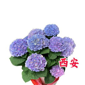 楽天市場 西安アジサイの通販