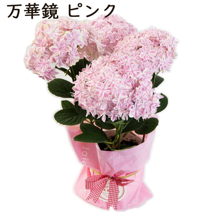 切り花の福袋 季節のお花を5種類以上 葉もの グリーンを添えて 送料無料 草丈 45cm 本数15本以上 花丈