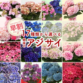 楽天市場 鉢花 種類 植物 アジサイ シクラメン 花 観葉植物 花 ガーデン Diy の通販