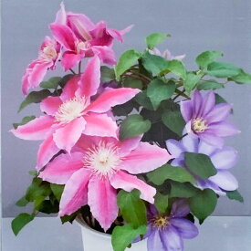 楽天市場 クレマチス 鉢植えの通販