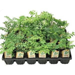 J[[t c 3|bg y24cZbgz ~J iEUVE y13܂  yo ƒ؉ XpCX [t _sgp(YnmFς) mR Ȃ悤