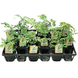 カレーリーフ 苗 3号ポット【12苗セット】 クリスマス 超ポイントバック祭 送料無料 ミカン科 ナンヨウザンショウ 家庭菜園 スパイス リーフ 農薬不使用(産地確認済み) 南洋山椒 なんようざんしょう カルピンチャ 本格カレー作りに欠かせないハーブ 2025 プレゼント ギフト