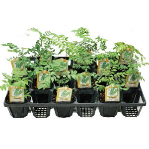 J[[t c 3|bgy12cZbgz NX}X  ~J iEUVE ƒ؉ XpCX [t _sgp(YnmFς) mR Ȃ悤񂵂傤 Js`