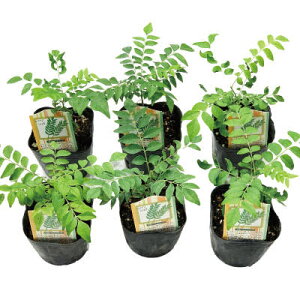 J[[t c 3|bg y6cZbgz ~J iEUVE XpCX [t _sgp (YnmFς) mR IIoQbLc J[pb^ Jp^ Js` Js