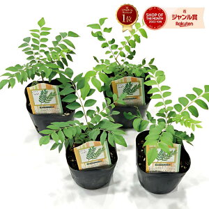 J[[t c 3|bg y4cZbgz ~J iEUVE ƒ؉ XpCX [t _sgp (YnmFς) mR IIoQbLc J[pb^ Jp^ Js`