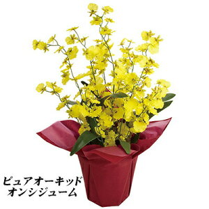 花 オンシジュームの通販 価格比較 価格 Com 花 オンシジュームの通販 価格比較 価格 Com