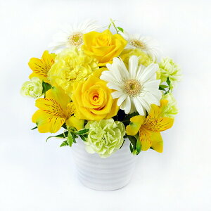 yNIeBz AWgt[ S 20cm 20cm NX}X  2025  u[P ԑ t[AWg    o v[g Mtg  