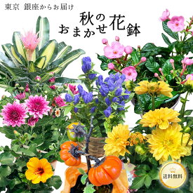 ＼ギフトに迷ったらこちら◎／ 秋 おまかせ花鉢 季節の花鉢 鉢植え 5号 説明書付き 10月 9月 花 2026 送料無料 ギフト プレゼント 誕生日 長寿 お祝い 自宅用 結婚 新築 花壇 園芸 観葉植物 ガーデニング 庭 お供え 寄せ植え 寄せ鉢 寄せ苗 リンドウ シャコバサボテン