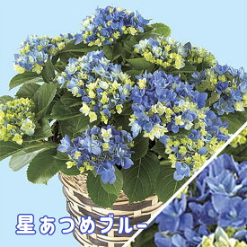 季咲株 即日出荷品種あり 6/11出荷開始 父の日 花鉢植え あじさい 5号 星あつめ 月うさぎ ギフト 紫陽花 鉢花 豪華 オシャレ 花 アジサイ プレゼント 鉢植え 島根 稀少品種 紫陽花 万華鏡 銀河 届日指定不可 来年も 花鉢 送料無料 沖縄諸島部配達不可 お父さん おじいちゃん