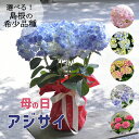 最終セールP5倍！まだ間に合う ＼銀座から贈る◎母の日ギフト／ あじさい 鉢植え 2026 母の日 ギフト 送料無料 5号 鉢 高さ 約 50cm 紫陽花 鉢花 豪華 花 珍しい アジサイ 鉢植え 万華鏡 銀河 星あつめ 茜雲 月うさぎ haha