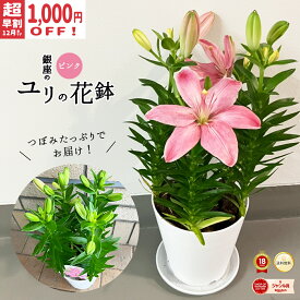 超早割1,000円OFF！＼銀座から贈る◎上質な母の日ギフト／ ピンクユリ鉢 母の日 2027 送料無料 スカシユリ リリー ピンク 5号鉢 説明書付き かわいい 高さ 約50cm 花鉢 華やか オシャレ お花 ユリの花鉢 ギフト プレゼント 来年も咲きます 球根 1本に2-3輪 送料込み haha