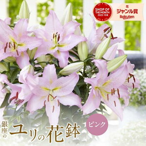 _I|Cg10{^ ԈႢȂ̓Mtg ̃sN IG^ [ sN 5 tňS  50cm Ԕ  IV  ̉Ԕ Mtg v[