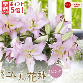 ＼母の日早割ポイント5倍！／ 銀座のピンクユリ鉢 オリエンタル リリー ピンク 5号鉢 説明書付きで安心 高さ 約50cm 花鉢 豪華 オシャレ お花 ユリの花鉢 母の日 ギフト プレゼント 来年も咲きます 1本に2-3輪付き 送料無料 送料込み ピンクユリ haha