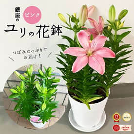 ＼銀座から贈る◎上質な母の日ギフト／ ピンクユリ鉢 母の日 2027 送料無料 スカシユリ リリー ピンク 5号鉢 説明書付きで安心 かわいい 高さ 約50cm 花鉢 華やか オシャレ お花 ユリの花鉢 ギフト プレゼント 来年も咲きます 球根 1本に2-3輪付き 送料込み ピンクユリ haha