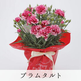 ＼母の日早割ポイント5倍！／ 銀座から贈る カーネーション 5号鉢 選べるカラー 8色 鉢植え 豪華 オシャレ お花 高さ 約30cm 母の日 送料無料 沖縄配送不可 花ギフト 赤 ピンク イエロー オレンジ グリーン イチゴホイップ プラムタルト さくらフロマージュ haha プレゼント