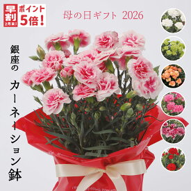 ＼母の日早割ポイント5倍！／ 銀座から贈る カーネーション 5号鉢 選べるカラー 8色 鉢植え 豪華 オシャレ お花 高さ 約30cm 送料無料 沖縄配送不可 花ギフト 赤 ピンク イエロー オレンジ グリーン イチゴホイップ プラムタルト さくらフロマージュ 母の日 haha プレゼント