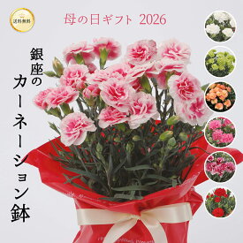 ＼母の日限定！／ 銀座から贈る カーネーション 5号鉢 選べるカラー 8色 鉢植え 豪華 オシャレ お花 高さ 約30cm 0のつく日 送料無料 沖縄配送不可 花ギフト 赤 ピンク イエロー オレンジ グリーン イチゴホイップ プラムタルト さくらフロマージュ 母の日 haha プレゼント