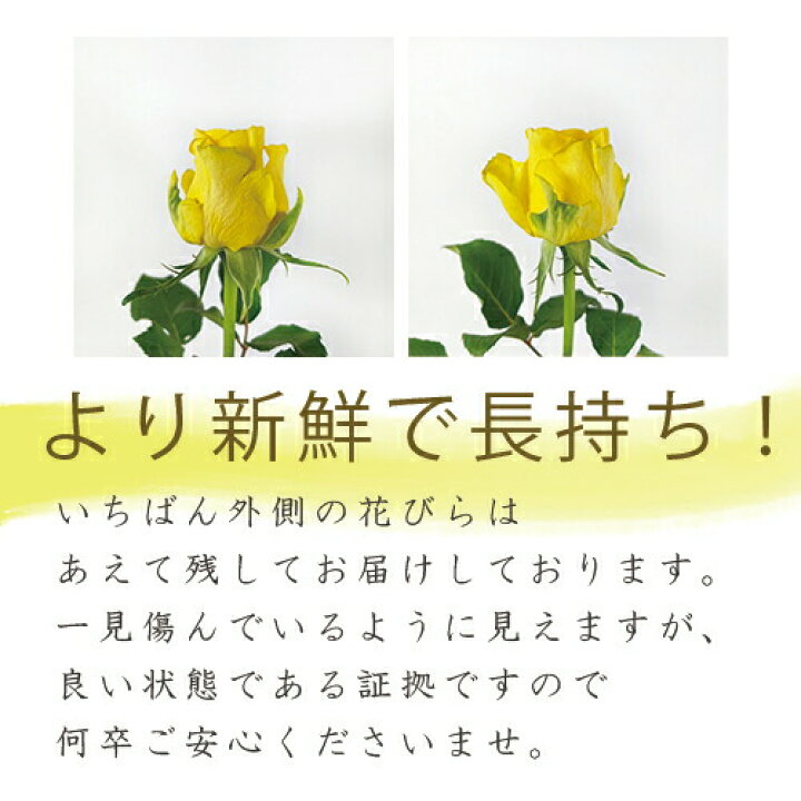 楽天市場 土日も出荷 銀座の赤バラ花束 1本単価 本数指定 レッドローズ 品種指定 サムライ08 生花 薔薇 プレゼント ギフト 花言葉は情熱 愛情 美 プレゼント お祝い 記念日 花とワインギフト銀座東京フラワー