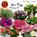 ＼銀座のフローリスト厳選◎／ 春 おまかせ花鉢 季節の花鉢 鉢植え 5号 説明書付き 2月 3月 バレンタイン ホワイトデー 花 送料無料 ギフト プレゼント 誕生日 長寿 お祝い 自宅用 内祝 結婚 新築 花壇 園芸 観葉植物 ガーデニング 庭 玄関 お供え 寄せ植え 寄せ鉢 寄せ苗