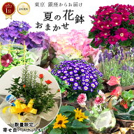 ＼間違いない◎銀座クオリティ／ 夏 おまかせ花鉢 季節の花鉢 鉢植え 5号 説明書付き 7月 8月 花 2026 送…