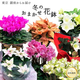＼クリスマス限定◎寄せ苗バスケットも！／ 冬 おまかせ花鉢 季節の花鉢 鉢植え 5号 11月 12月 花 送料無料 ギフト プレゼント 誕生日 長寿祝い お祝い 自宅用 内祝 結婚 新築祝 花壇 園芸 観葉植物 ガーデニング 庭 玄関 お供え 寄せ植え 寄せ鉢 ポインセチア プリンセチア