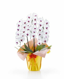 Ӓ ԑ 3{ 33ֈȏiڂݍ݁ji3ȍ~́j [1SA0311] NX}X   j JX j j j  ACj