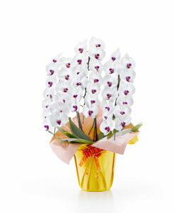 Ӓ ԑ 3{ 39ֈȏiڂݍ݁ji3ȍ~́j[1SA0313] NX}X   j JX j j j  ACj