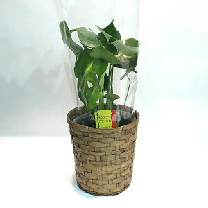 Xe ]𓱂 ϗtA j Iׂ JS JSȂ  A_\j[ Mtg a LO CeA  NX}X  2025 v[g  t  z