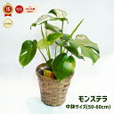 モンステラ 希望を導く 観葉植物 お祝い 選べる カゴあり カゴなし 中鉢 アダンソニー ギフト 誕生日 結婚記念日 インテリア 癒し 送料無料 お中元 プレゼント 部屋 葉っぱ 鉢 引っ越し祝い お中元 珍しいお中元 夏 緑のギフト 秋 最強配送 初心者OK 丈夫 育てやすい