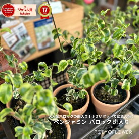 フィカス ベンジャミナ バロック 斑入り 3.5号 ポット 鉢径 10cm 高さ 25-30cm 観葉植物 クリスマス 送料別 おしゃれ インテリア 風水 運気アップ 幸せの