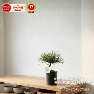 �l�G�� ���� 1�� 1F �o�C�I�}�Xeco �� � �������� �V�t �}�t bonzai �� �~�� ��� �~�j�T�C�Y ���N�� �v���[���g 2025 �E�B���^�[�M�t�g ���蕨 �Ϗܗp �C���e���A