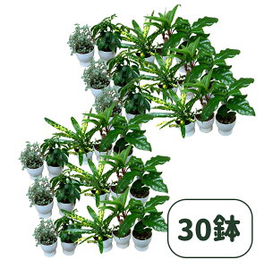 _TCY킢^ ~jϗtA D݂ɍ킹đI   킢  ~j ϗt 2 A\[g  Zbg ~jTCY    킢O[