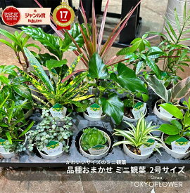 ＼手乗りサイズがかわいい◎／ ミニ観葉植物 お好みに合わせて選定 送料無料 小さい かわいい 卓上 ミニ 観葉 2号 アソート 癒し セット ミニサイズ 小さめ おしゃれ 可愛い かわいいグリーンインテリア 外 お手軽育成 品種おまかせ たくさん買うほどお得 披露宴 プチギフト