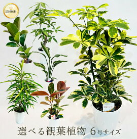 選べる 観葉植物 6号鉢 6寸サイズ 送料無料 受け皿・育て方カード付き おしゃれ インテリア 風水 ギフト プレゼント 開店祝い 新居祝い グリーン ちょうどいい 育てやすい 初心者 フィカス ゴムの木 パキラ カポック ストレリチア 園芸 引っ越し お祝い 簡単 緑 鉢 室内 植物
